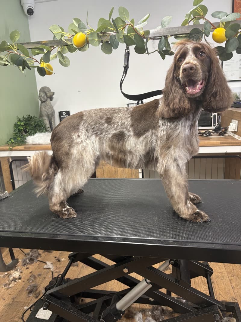 A freshly groomed cocker spaniel on the black hydraulic table in the Jessicaatpooch salon, garland strung above