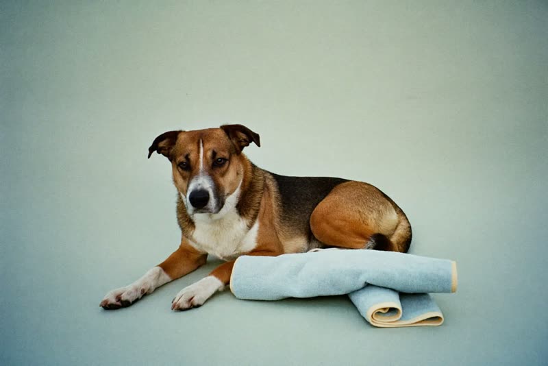 A calm, freshly dried dog resting beside a folded towel
