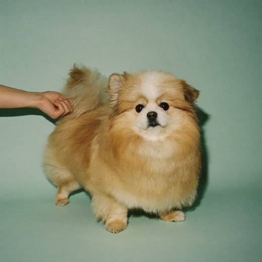 A dog being bathed and dried during a groom