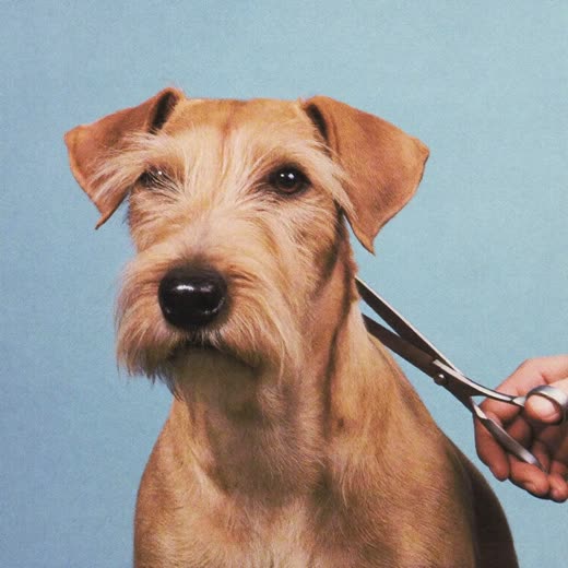 A dog mid full groom with scissors at the shoulder