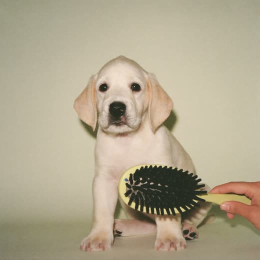 A puppy sitting calmly for its first groom